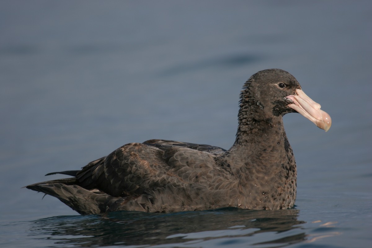 Northern Giant-Petrel - ML159469961