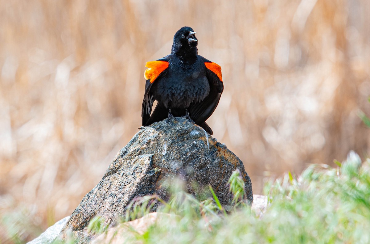 Red-winged Blackbird - ML159470121