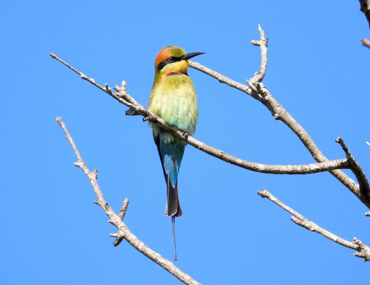 Rainbow Bee-eater - Chris Burwell