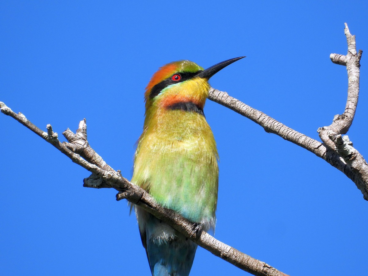 Rainbow Bee-eater - Chris Burwell