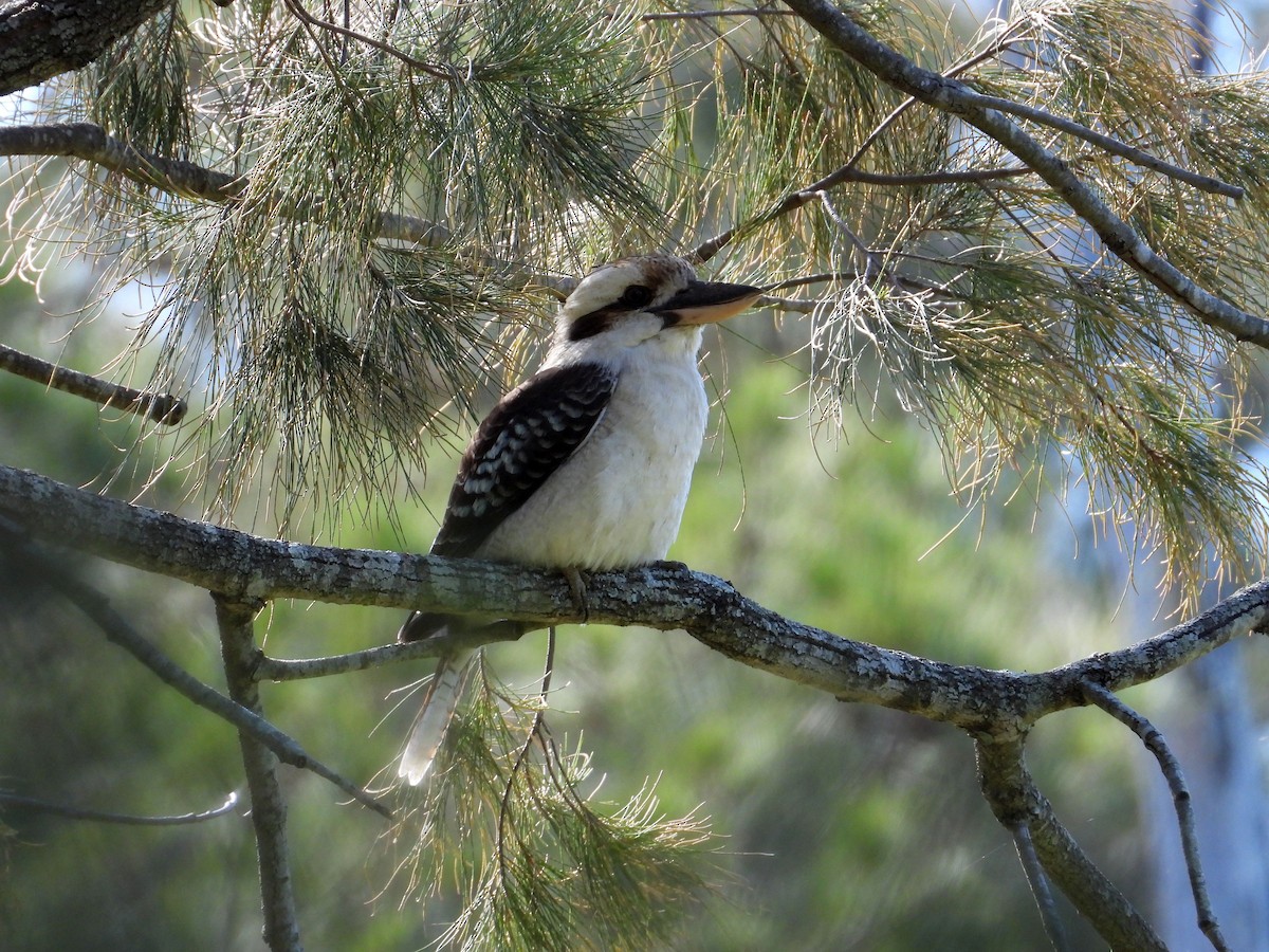 Laughing Kookaburra - ML159471861