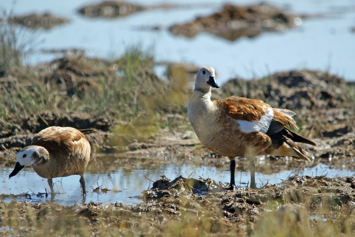 South African Shelduck - ML159475111