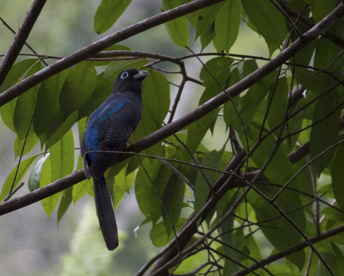 White-tailed Trogon - Pipe Toro