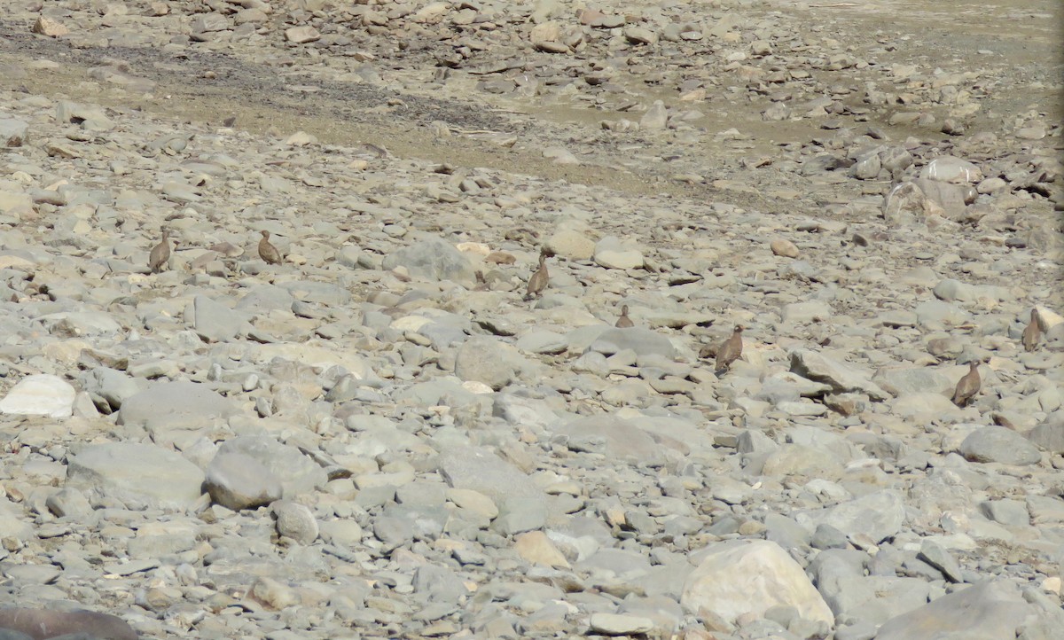 Arabistan Kum Kekliği - ML159479331