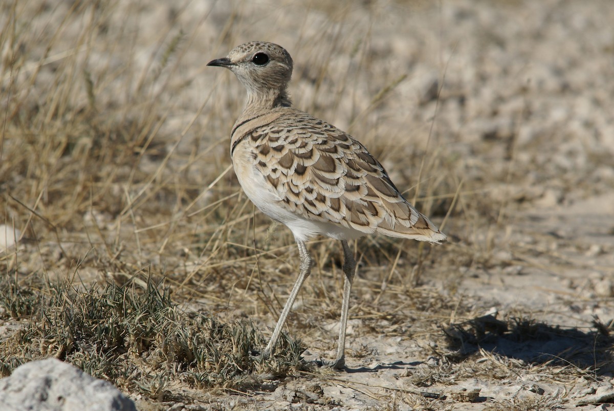Double-banded Courser - ML159479731