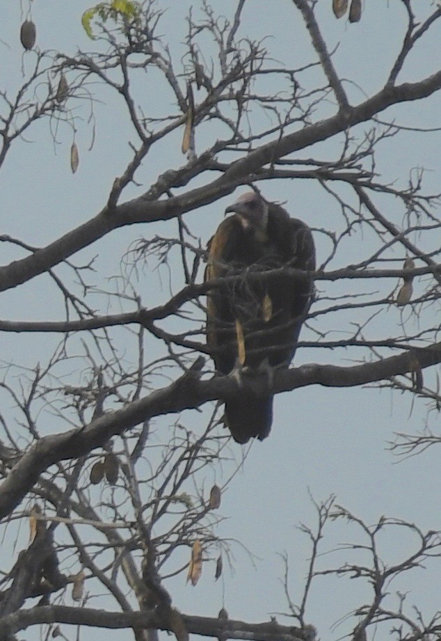 Hooded Vulture - ML159480321