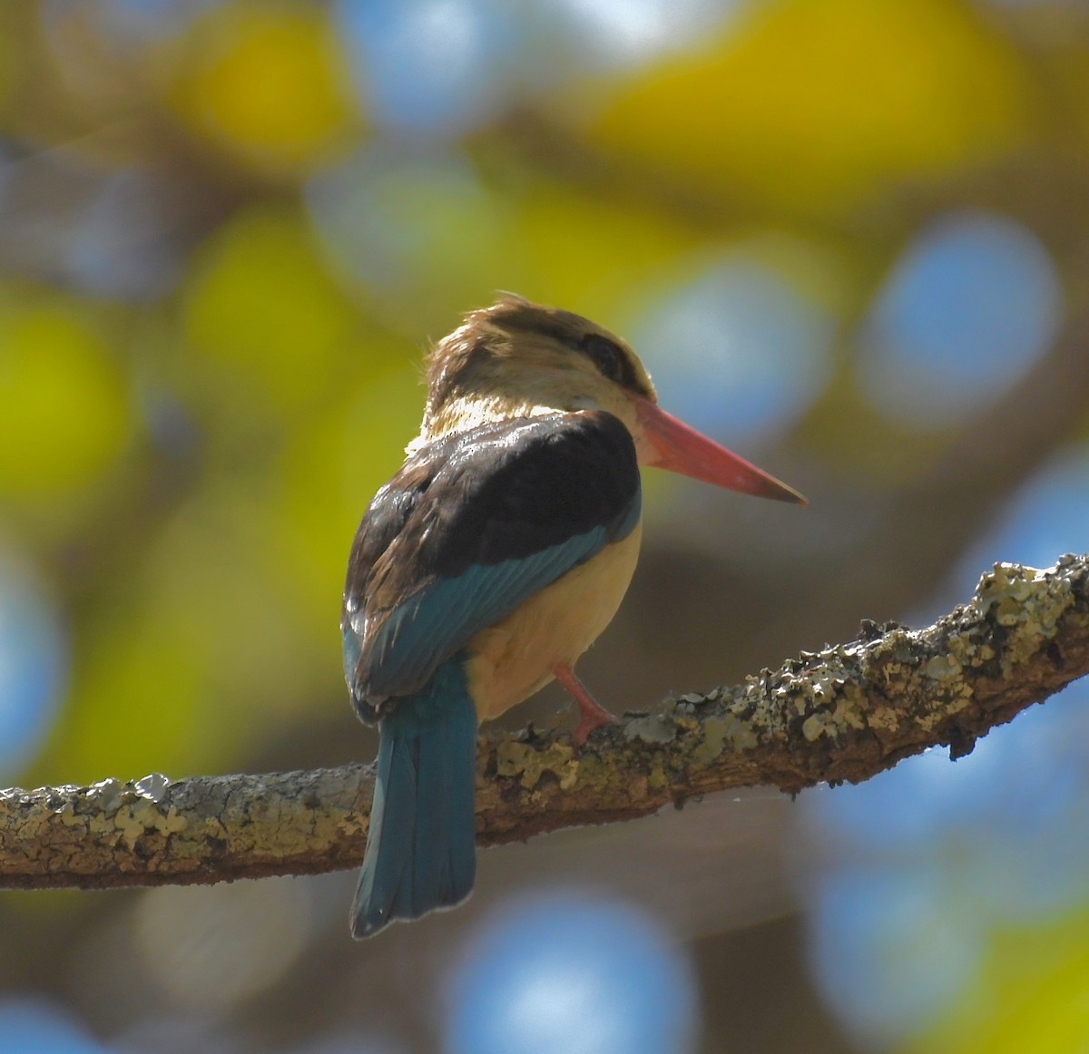 Brown-hooded Kingfisher - ML159480941