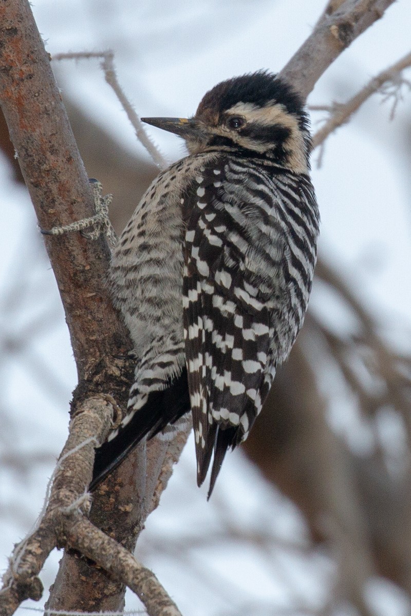 Ladder-backed Woodpecker - Will Chatfield-Taylor