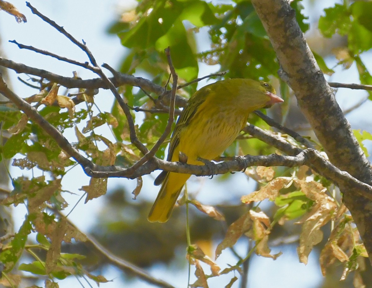 African Golden Oriole - ML159481031