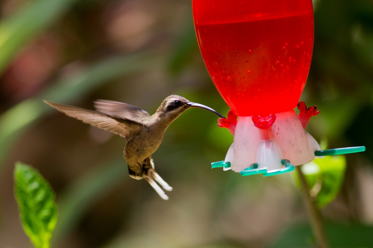 Long-billed Hermit - ML159482251