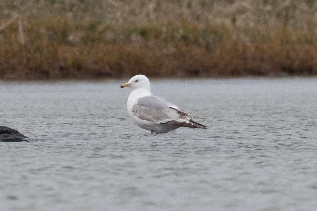 Gaviota Groenlandesa (thayeri) - ML159483351