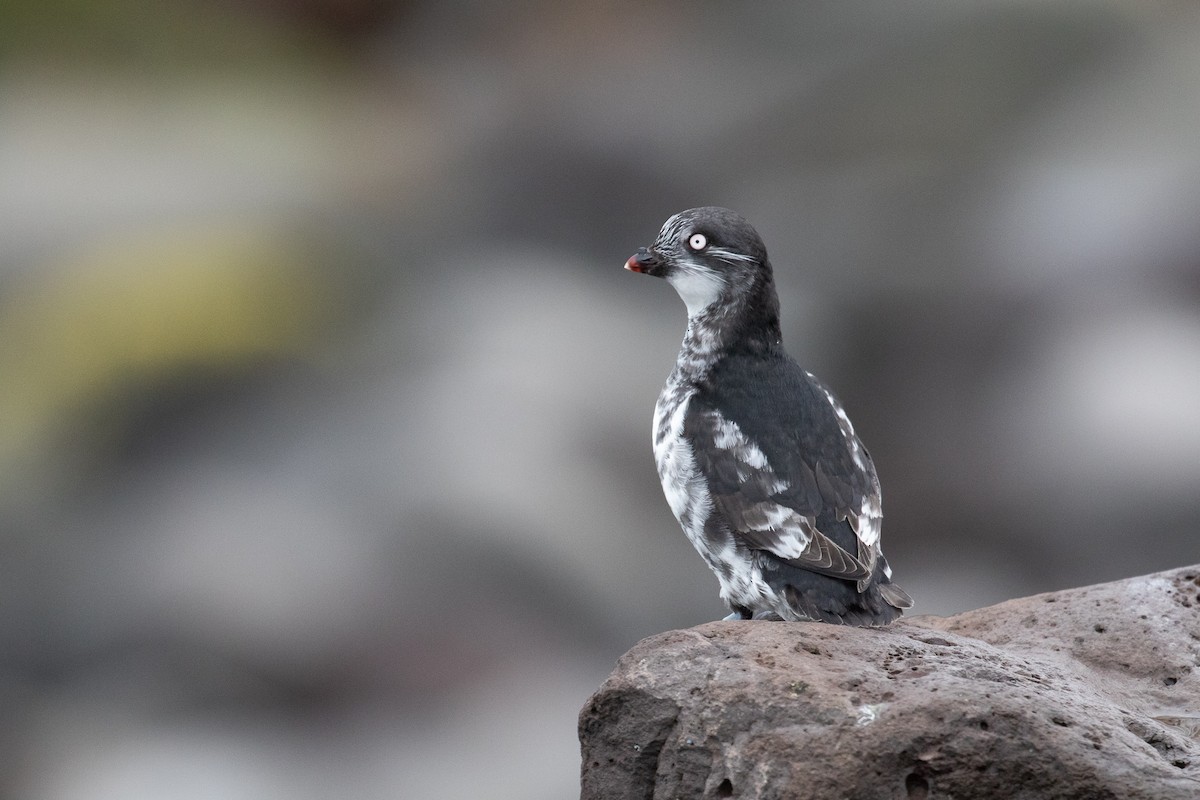 Least Auklet - ML159483951