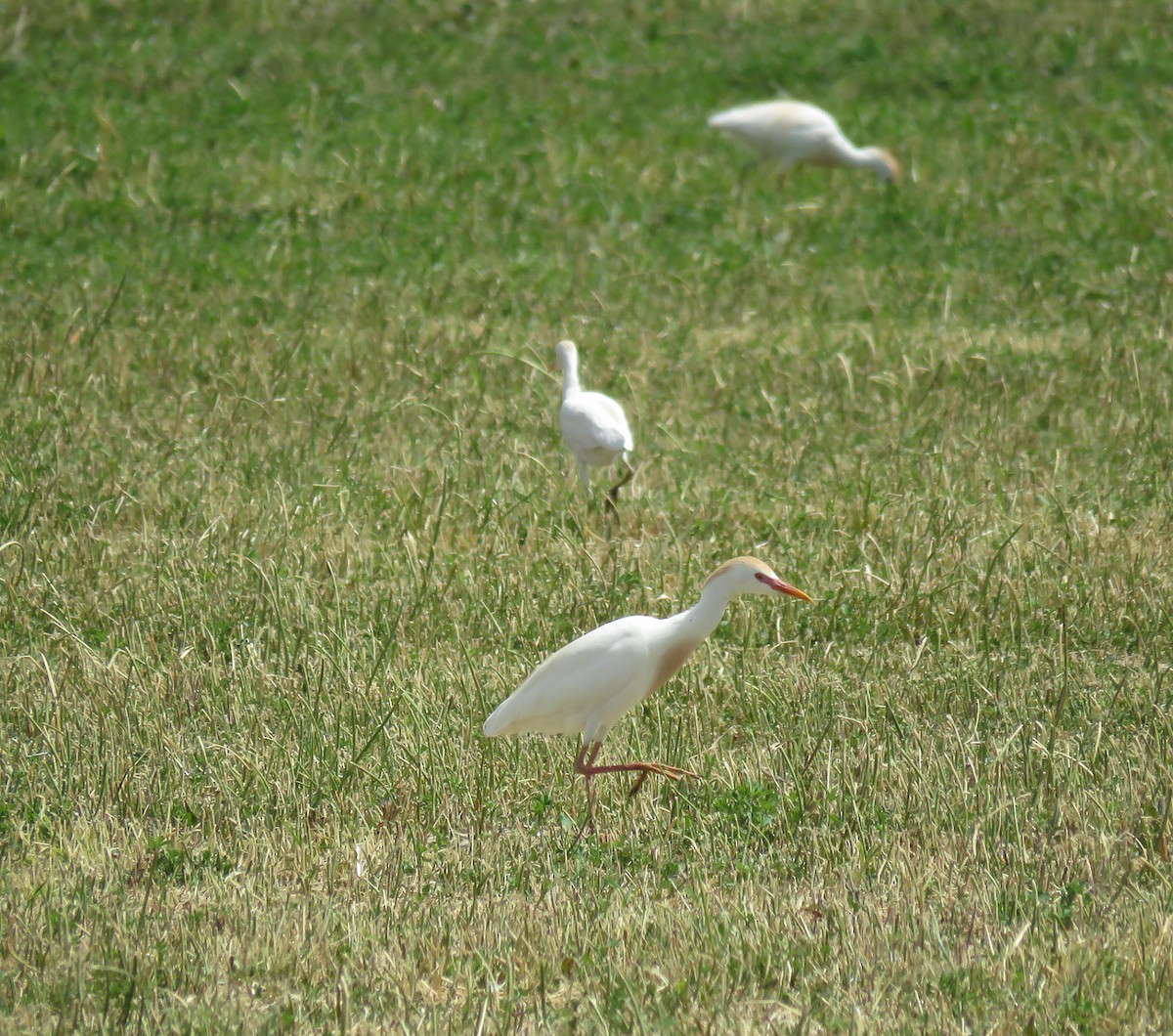 Чапля єгипетська (підвид ibis) - ML159485411