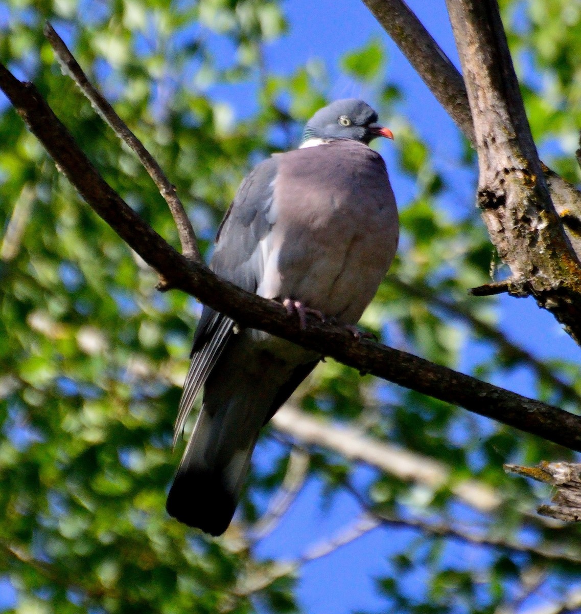 Common Wood-Pigeon - Orlando Jarquín