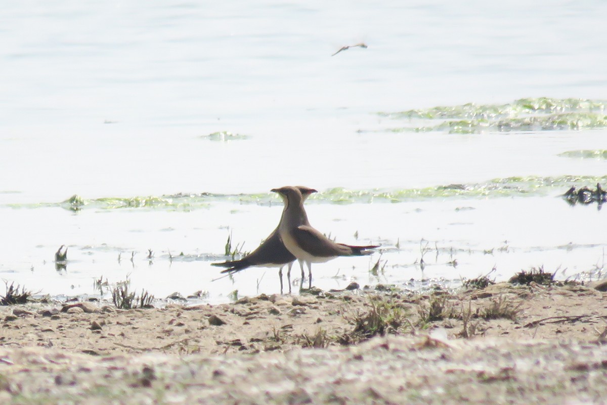 Collared Pratincole - ML159485791