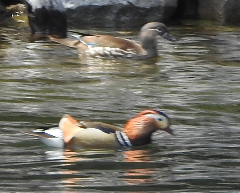 Mandarin Duck - Chris Storrie