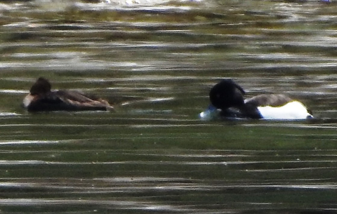 Tufted Duck - ML159486321