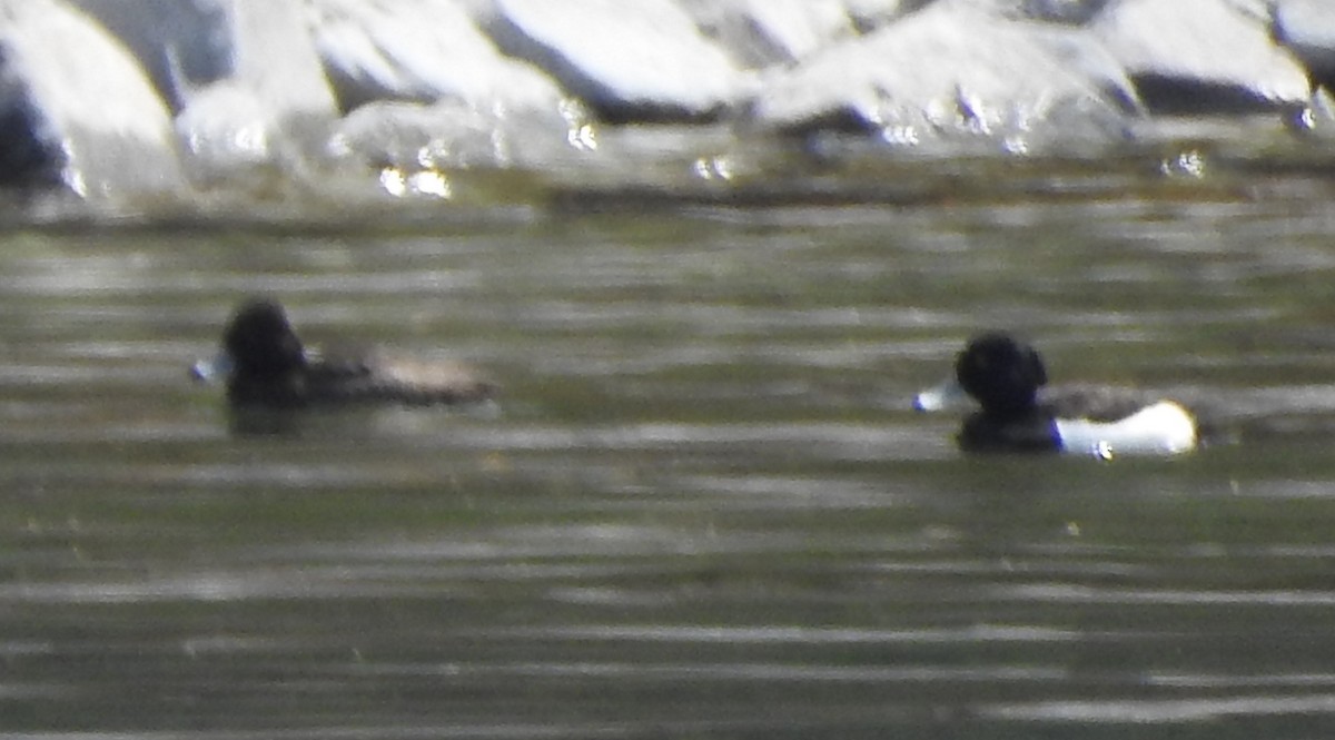 Tufted Duck - Chris Storrie