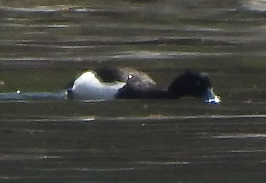 Tufted Duck - ML159486351