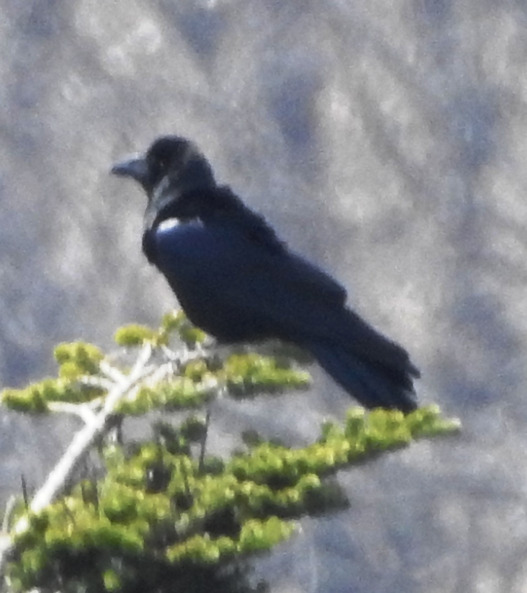 Carrion Crow - ML159486471