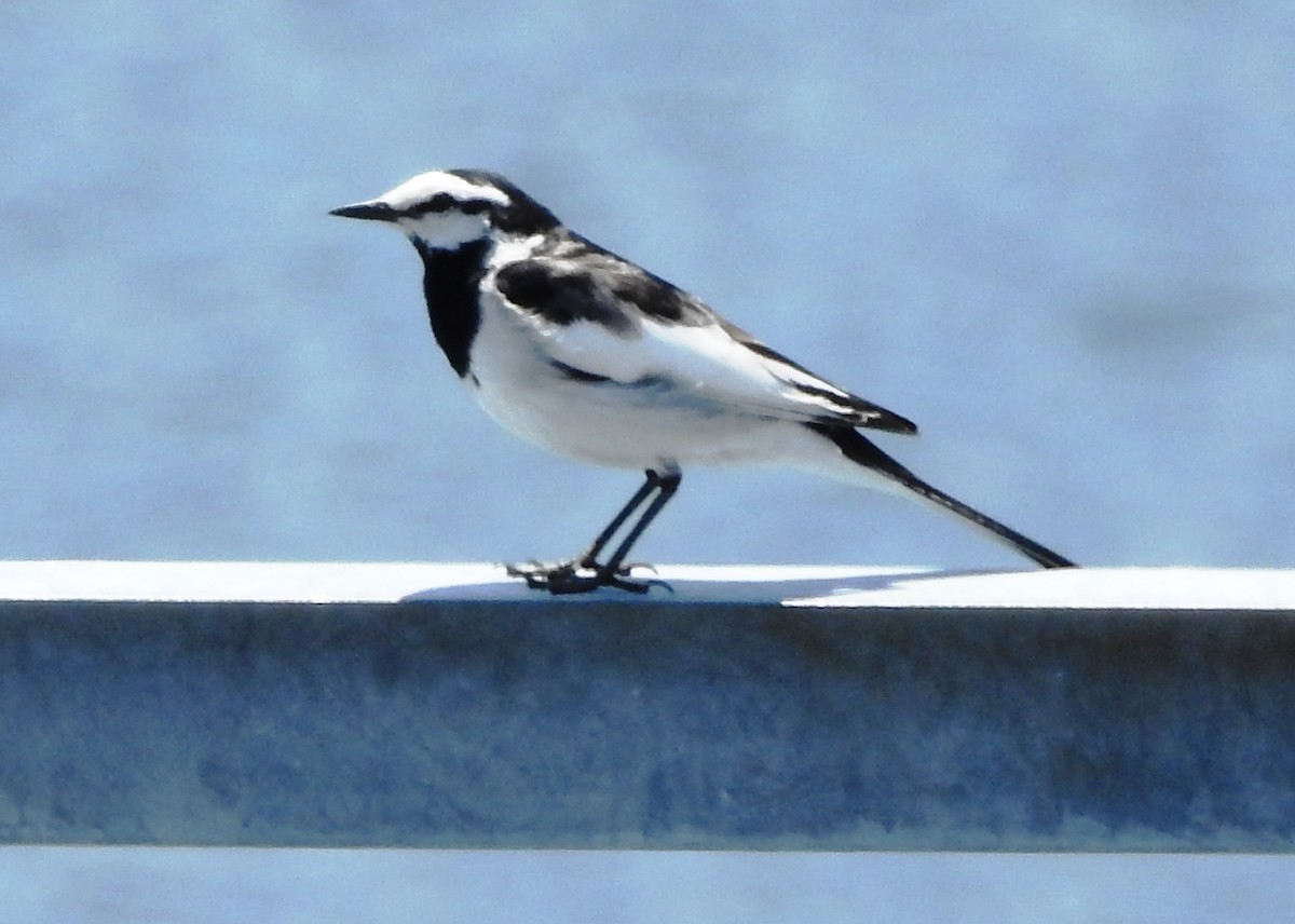 White Wagtail - ML159486521