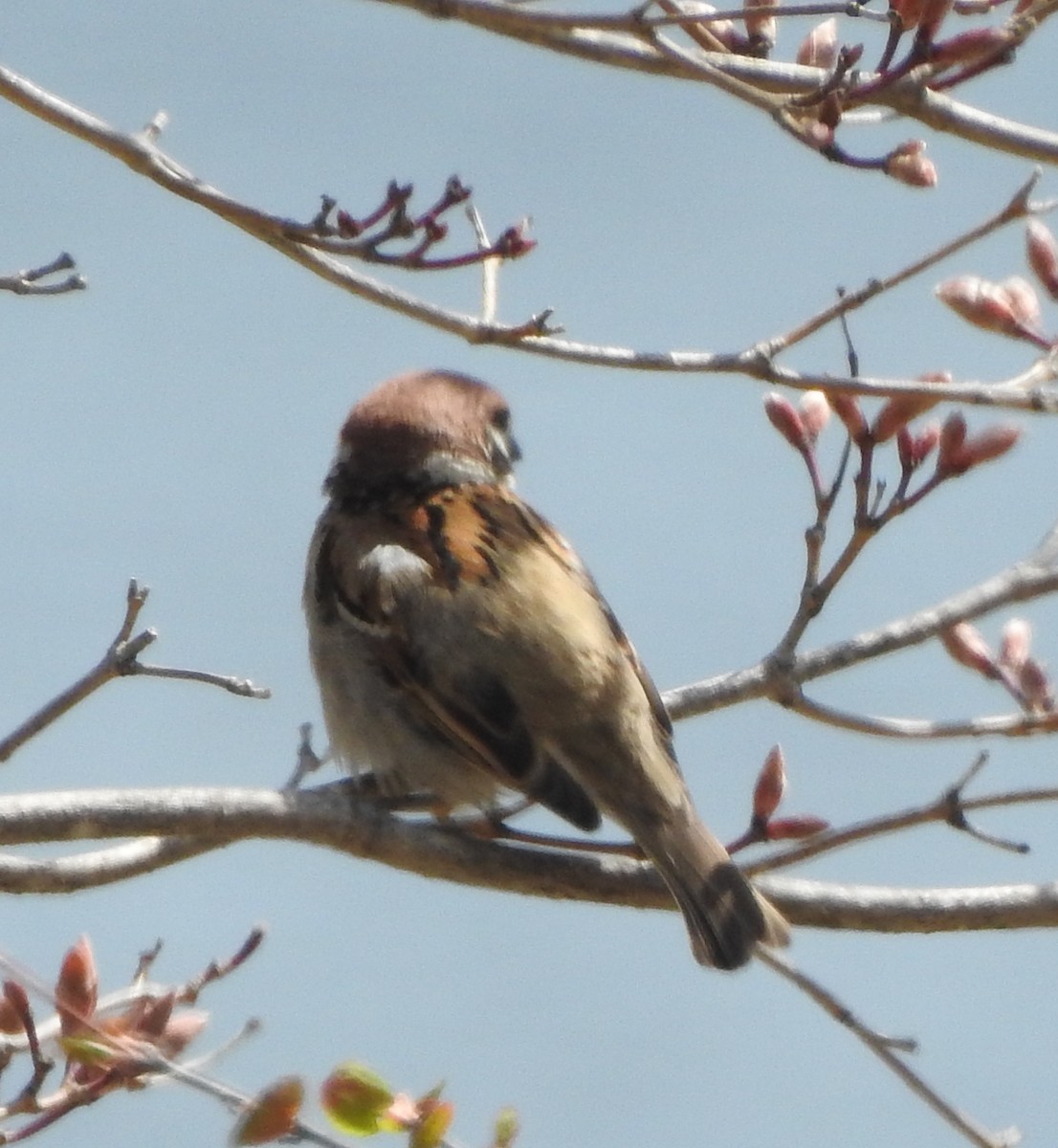 Eurasian Tree Sparrow - ML159486551