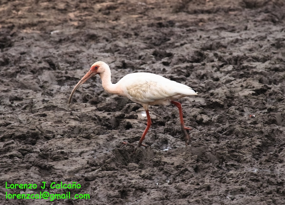 ibis bílý - ML159487591