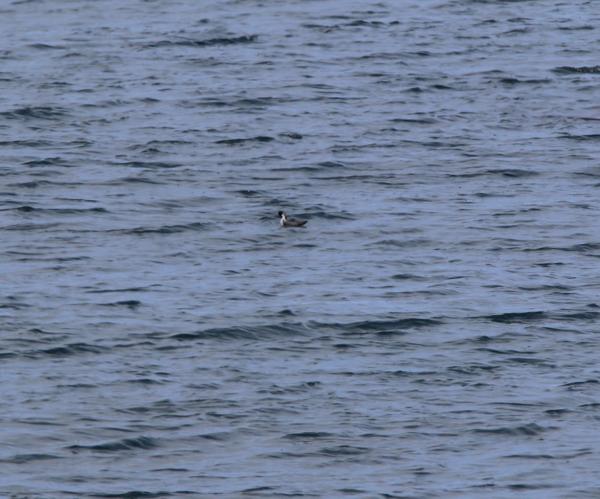 Ancient Murrelet - Elizabeth Neipert