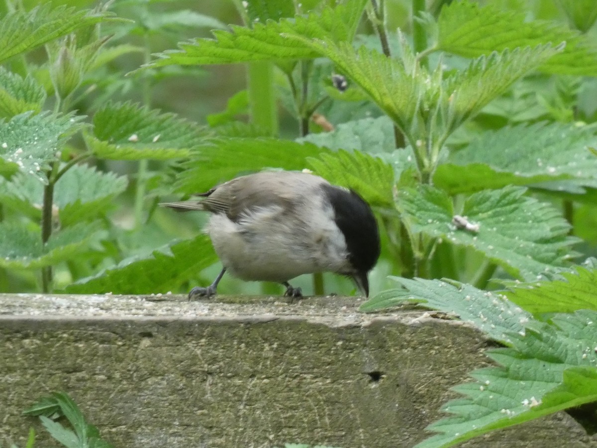 Хүрэн толгойт хөх бух - ML159488521