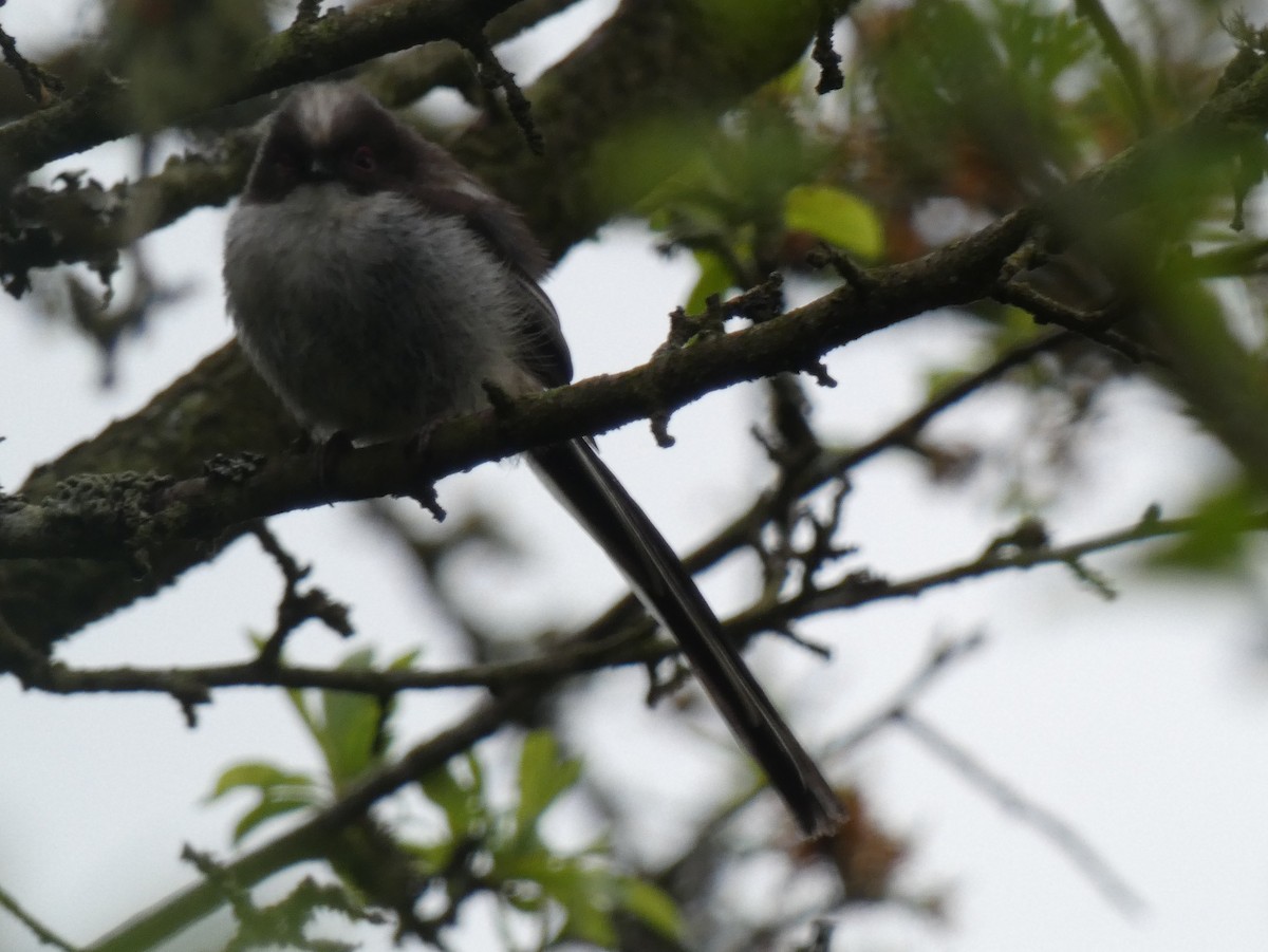 Сүүлт хөх бух - ML159488561