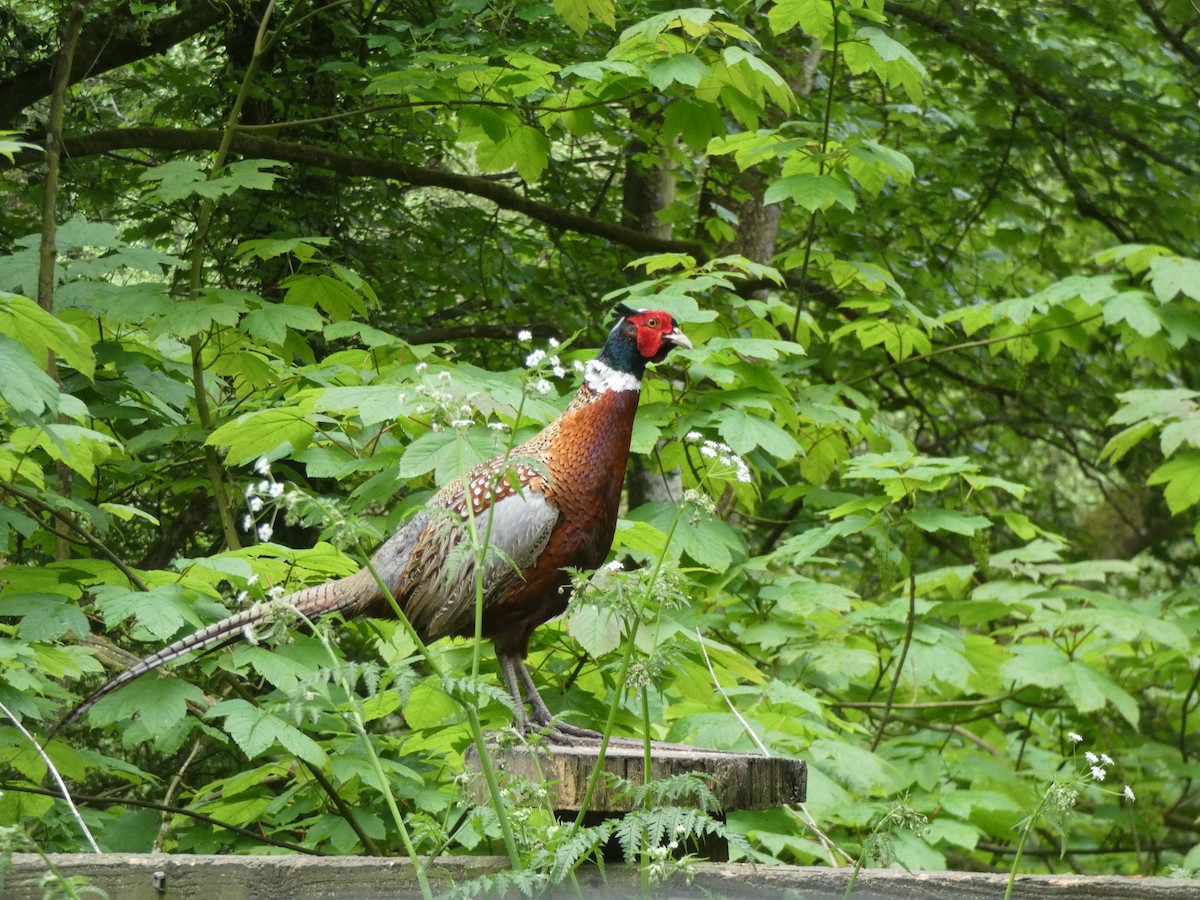 Зэрлэг гургуул - ML159488571