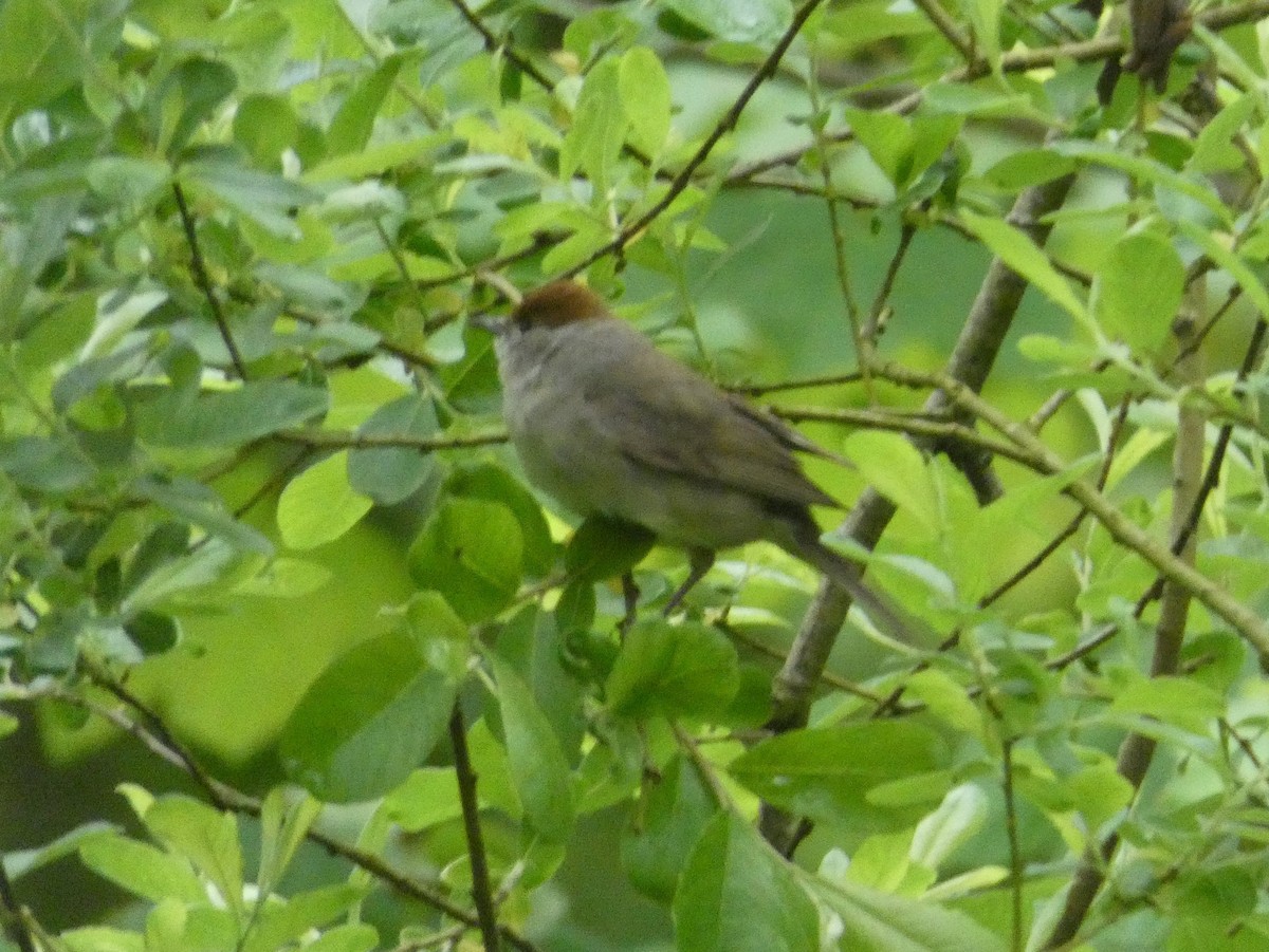 Халимагт зэржгэнэ - ML159488661
