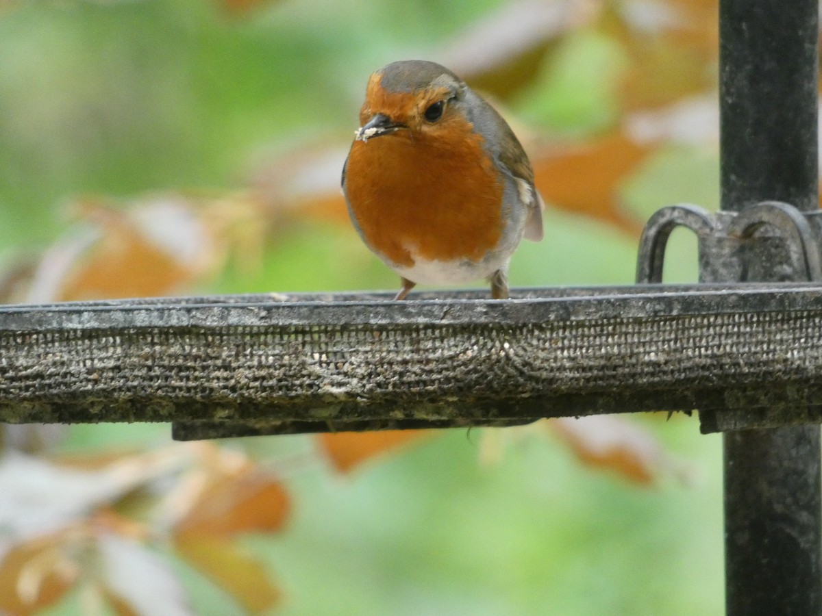 Өрнийн зээрд омруут - ML159488711