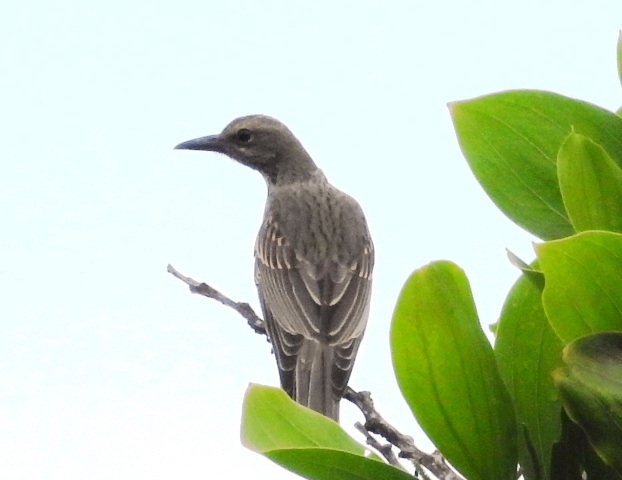 Olive-backed Oriole - ML159489181