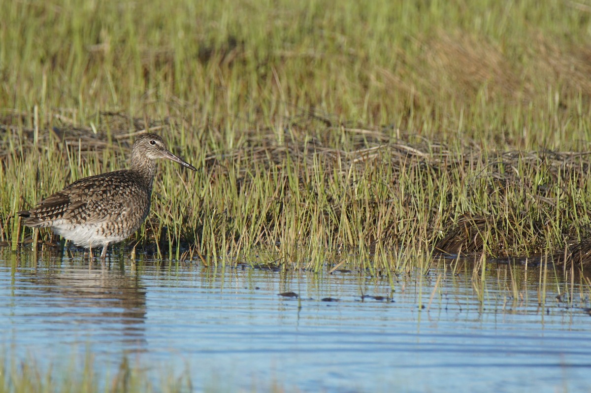 Willet - ML159489231