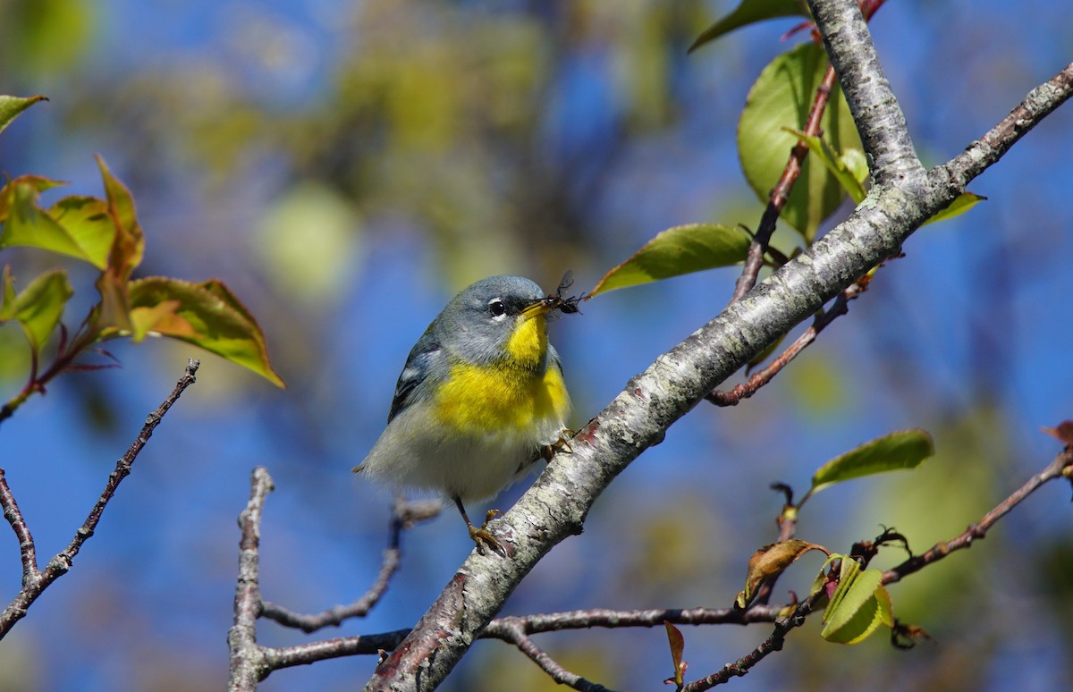 Northern Parula - ML159489411