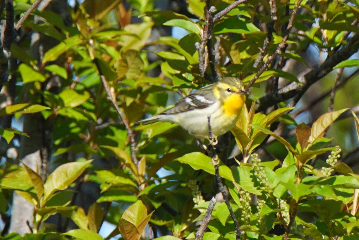 Blackburnian Warbler - ML159489421