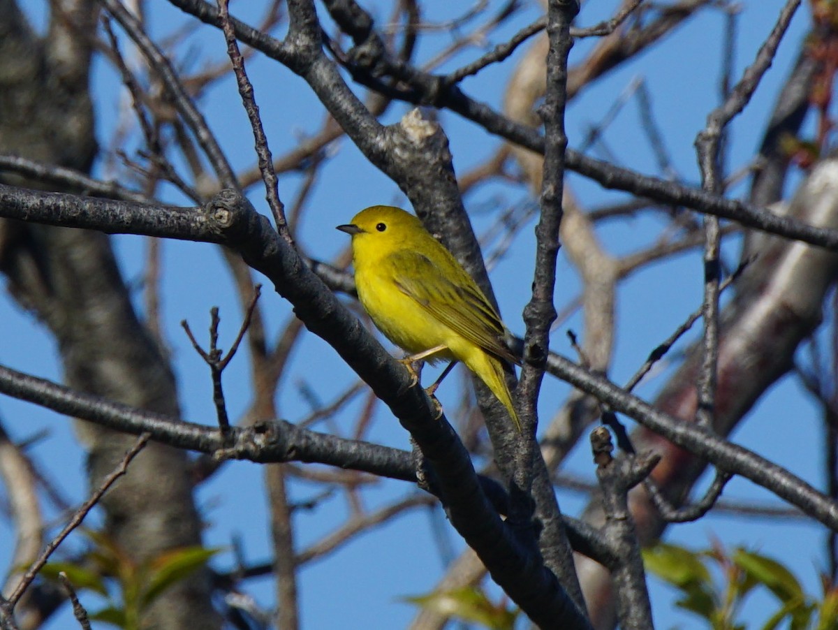 Paruline jaune - ML159489431