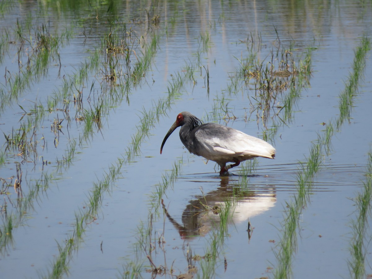 Crested Ibis - Phil Gregory | Sicklebill Safaris | www.birder.travel