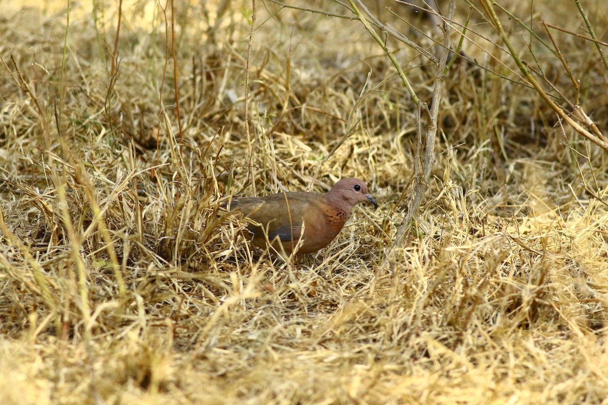 Laughing Dove - ML159491531