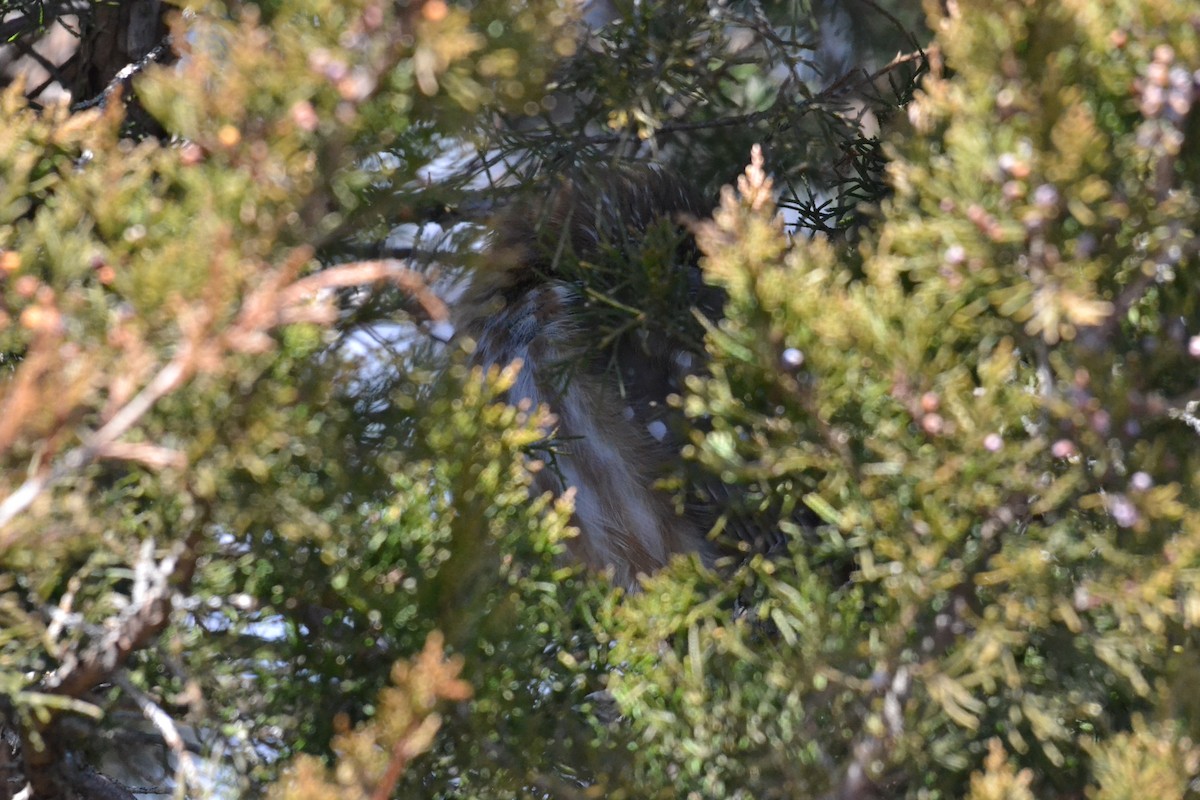 Northern Saw-whet Owl - ML159494991