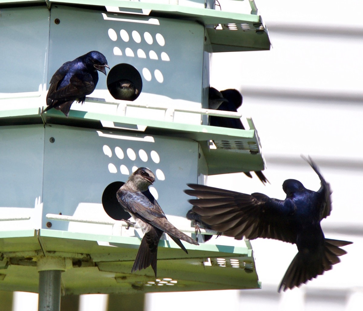 Purple Martin - ML159496841