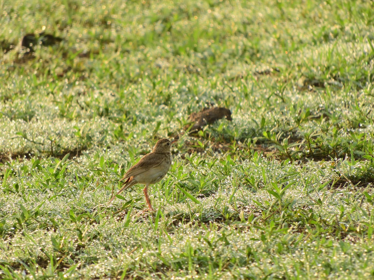 Paddyfield Pipit - Vineeth Kartha