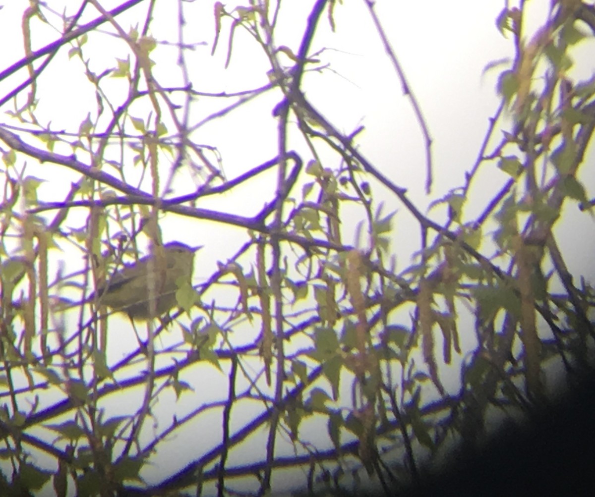 Orange-crowned Warbler - Spencer Hardy