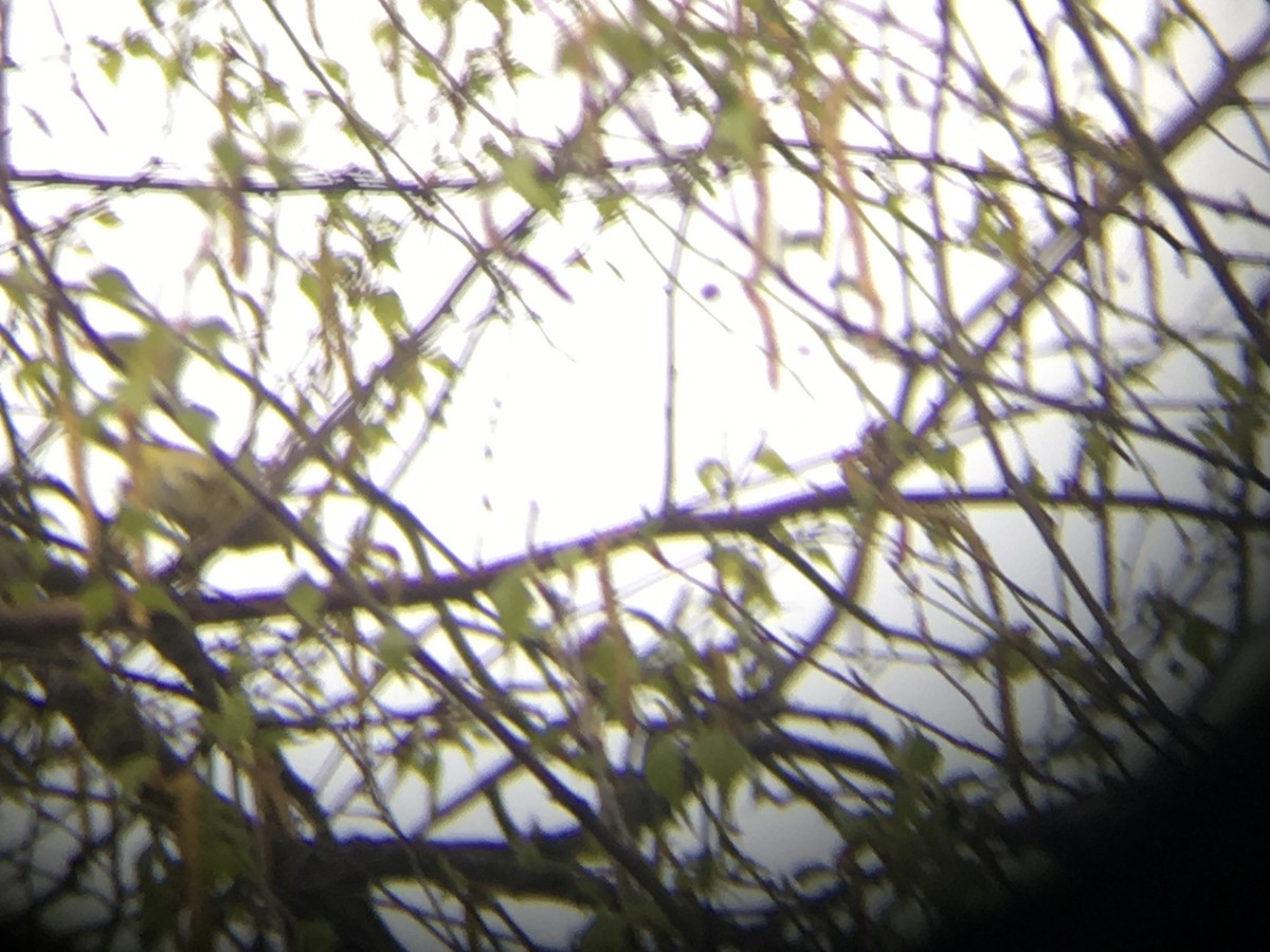 Orange-crowned Warbler - ML159497711