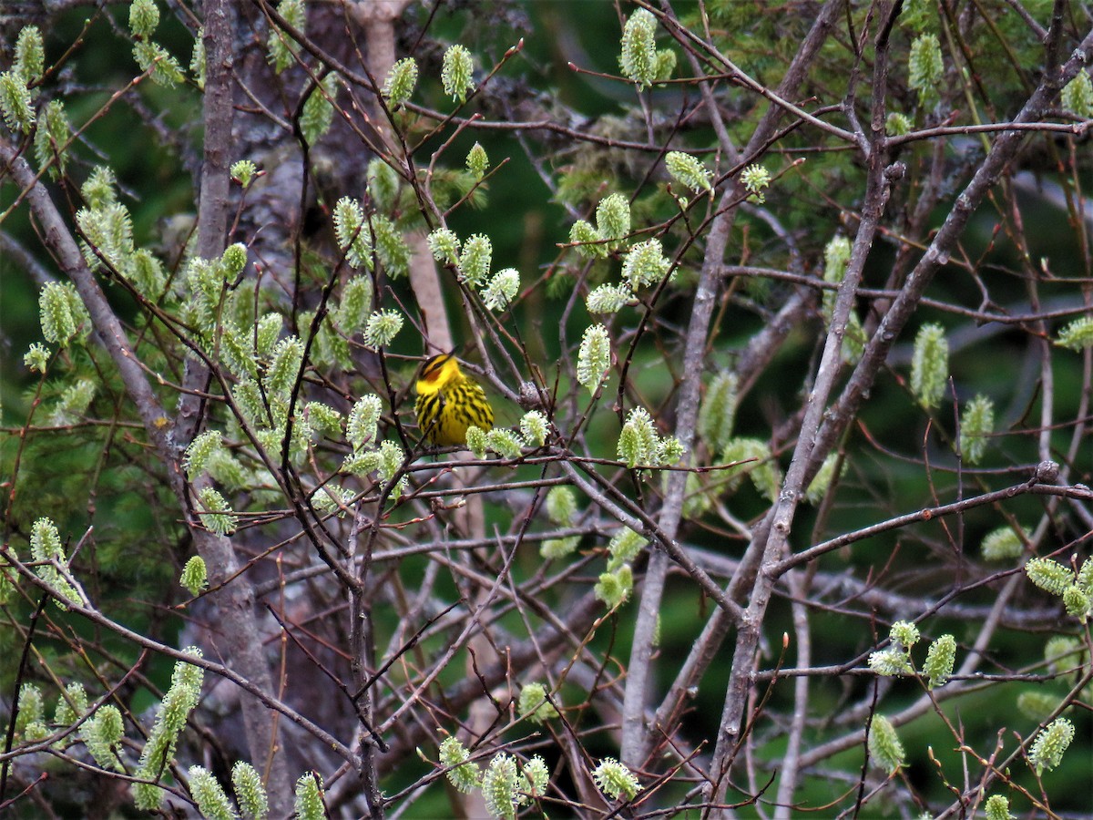 Cape May Warbler - ML159498181