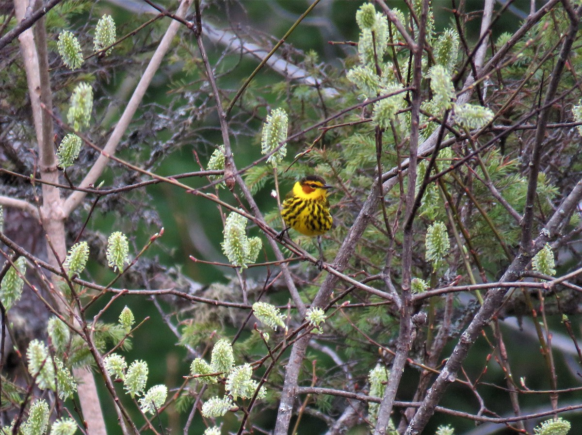 Cape May Warbler - Michel Turcot