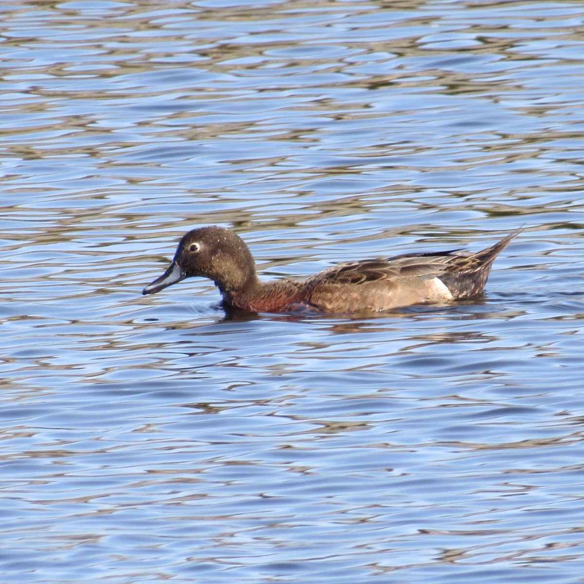 Mallard x Brown Teal (hybrid) - Noel Ward