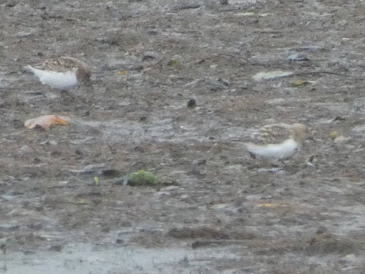 Sanderling - David Santamaría Urbano