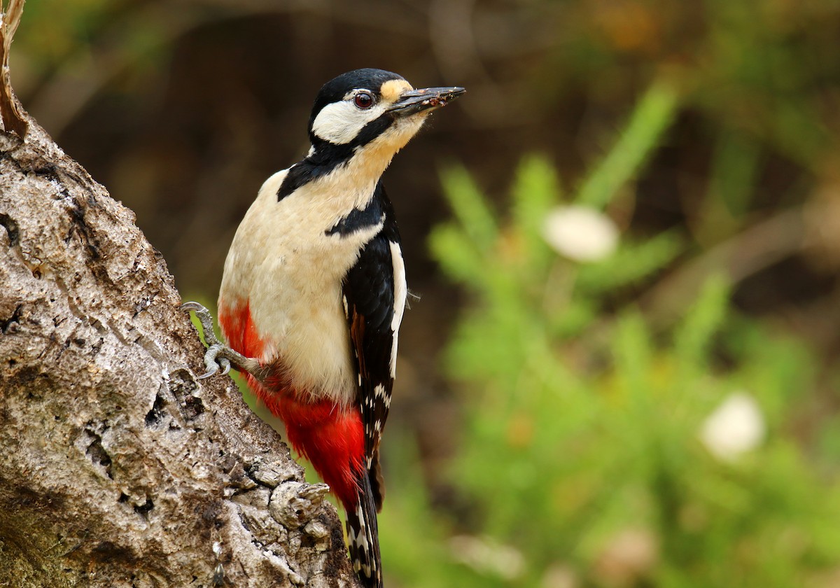 Great Spotted Woodpecker - ML159500541